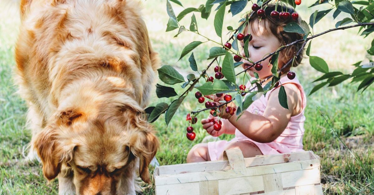 Can Dogs Eat Cherries 1