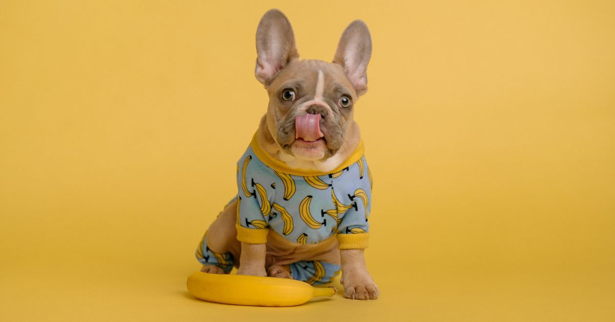 Can Dogs Eat Bananas